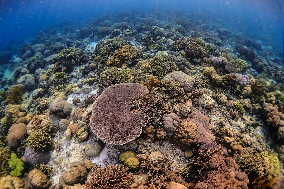 coral reef conservation
