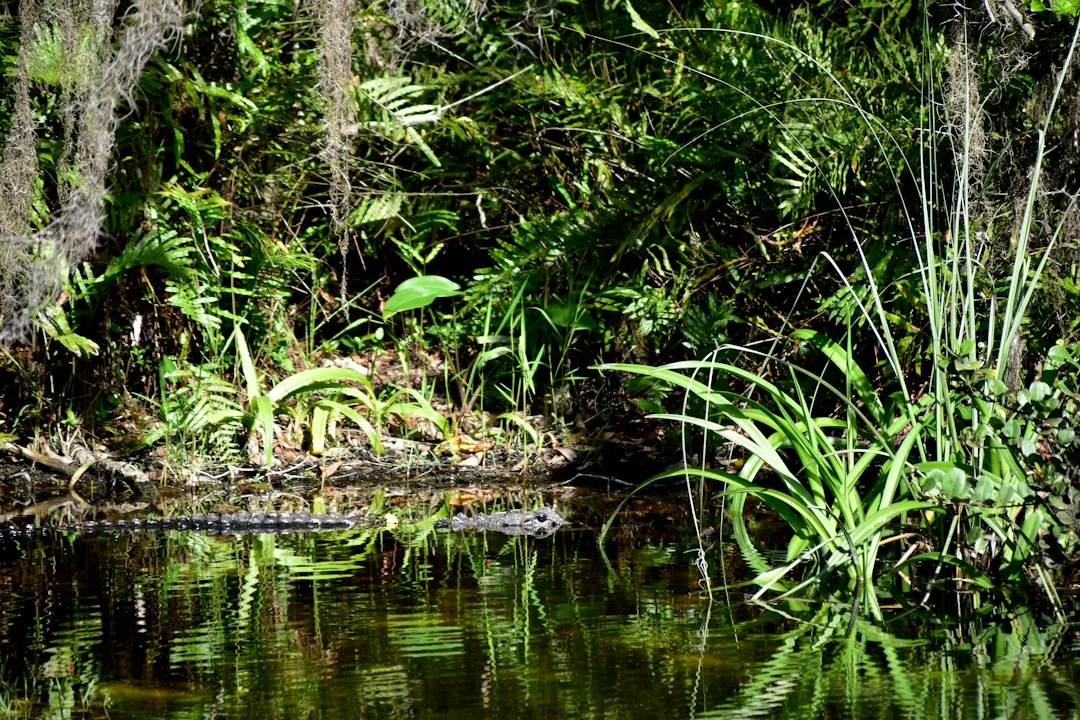 everglades restoration