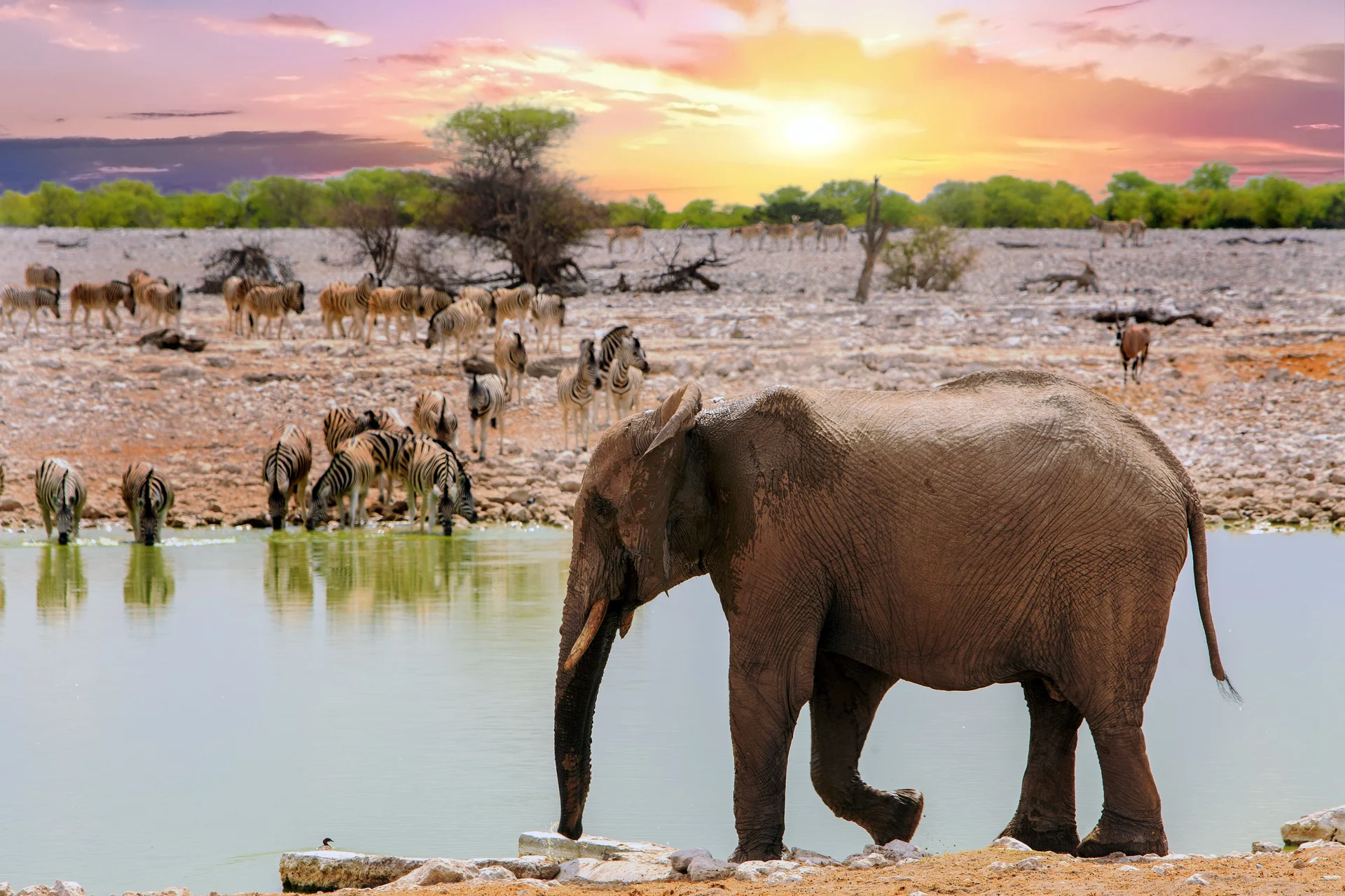 wildlife conservation
