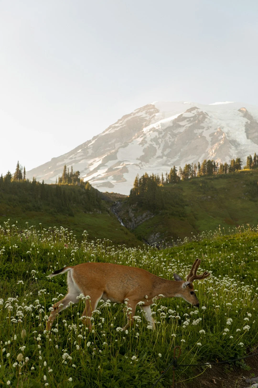 nature