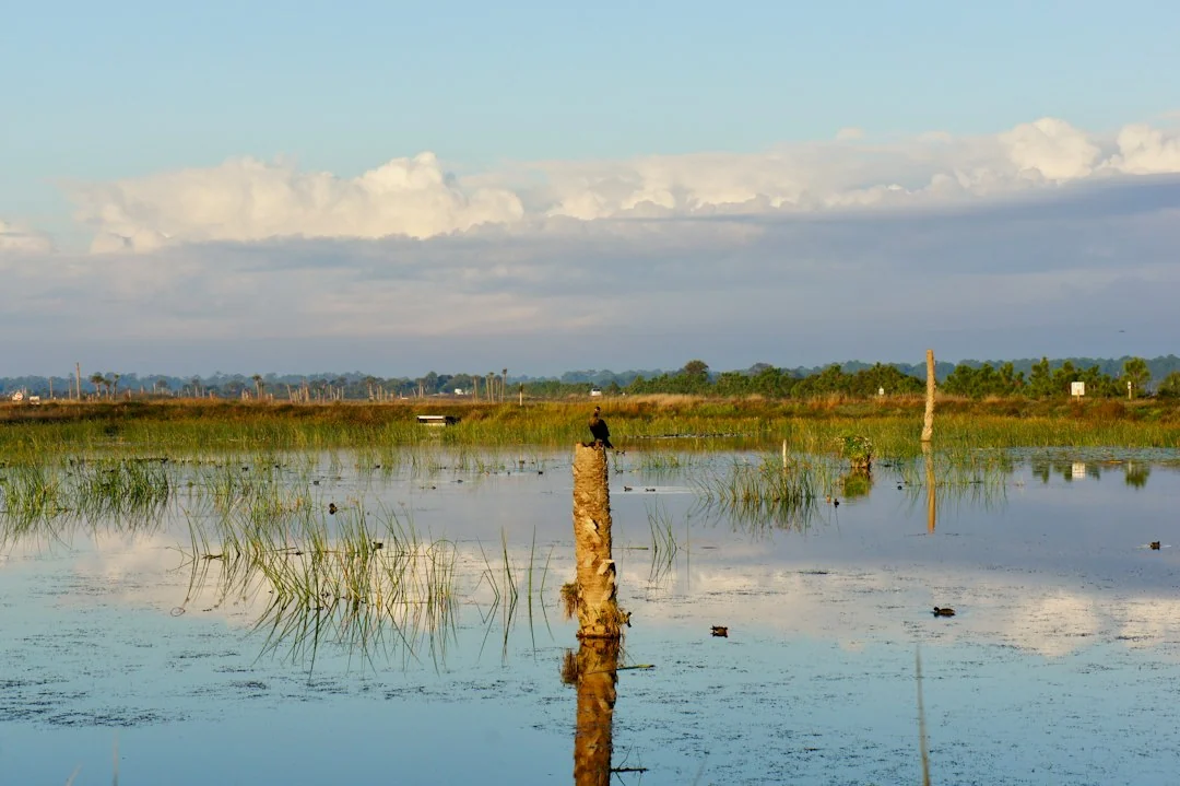 florida wetlands